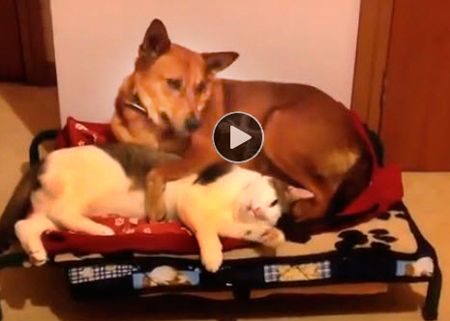 funny-video-of-cats-stealing-dogs-beds-funny-video-for-kids